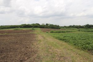 Preparación de tierra y cultivo de boniato