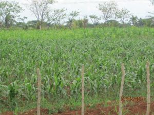 Cultivo agroecológico del maíz1