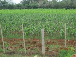 Cultivo agroecológico del maíz